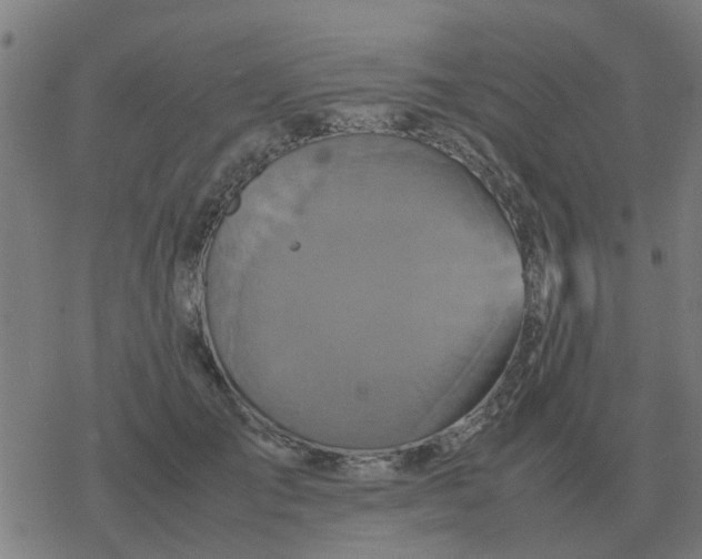 X0000077390701200611101755