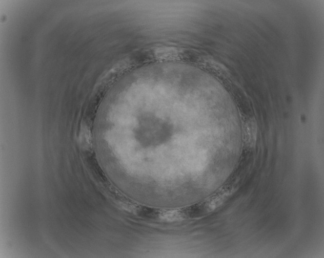 X0000077390705200611101754