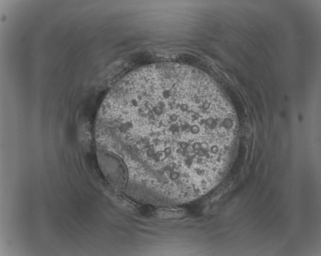 X0000077390707200611101754