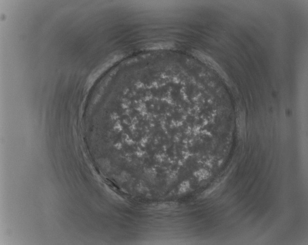 X0000077390721200611101753