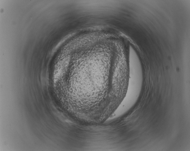 X0000077390722200611101753