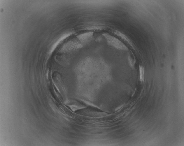 X0000077390723200611101753