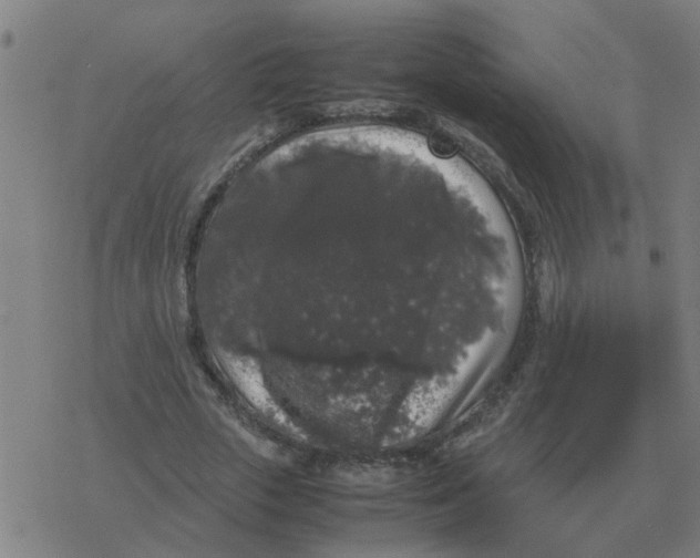 X0000077390729200611101754