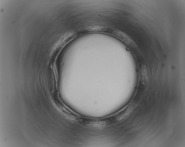 X0000077390734200611101754