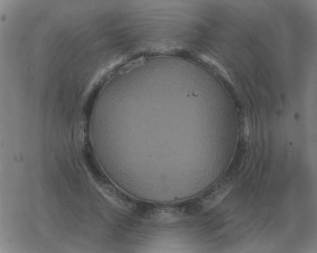 X0000077390736200611101754