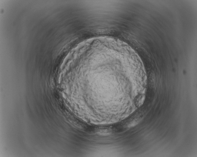 X0000077390746200611101754