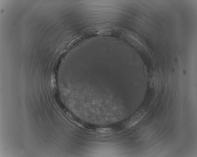 X0000077390748200611101754