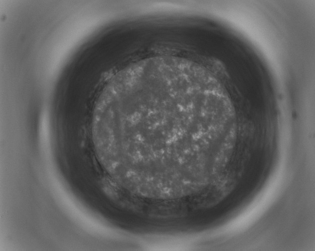 X0000077390765200611101754