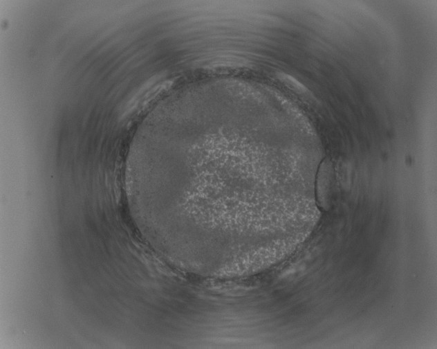 X0000077390774200611101753