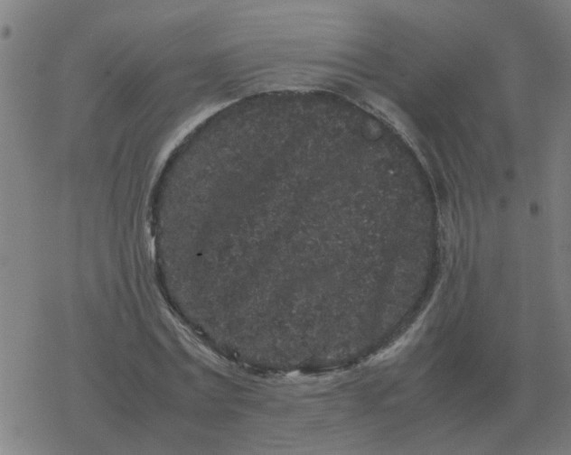 X0000077390779200611101753