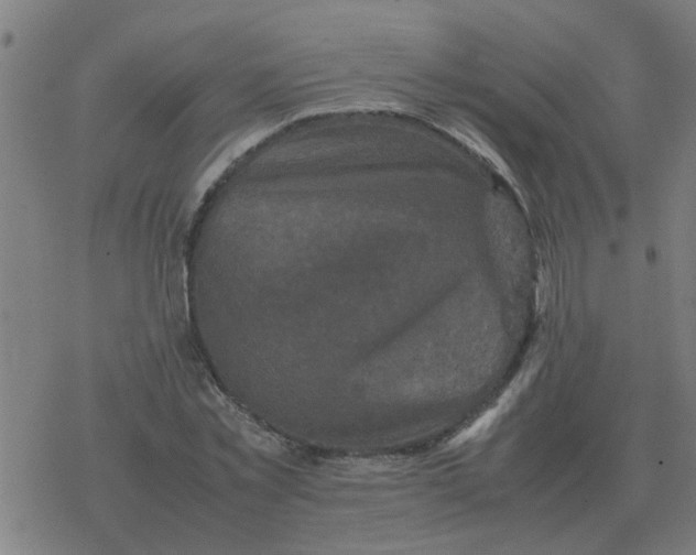 X0000077390781200611101753