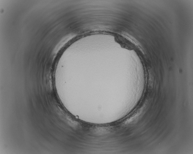 X0000077390782200611101753