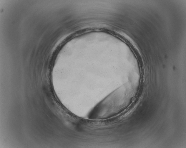 X0000077390783200611101753