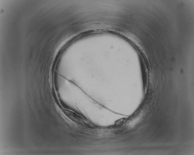 X0000077390791200611101753