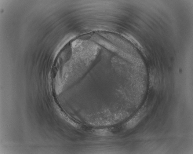 X0000077390798200611101753