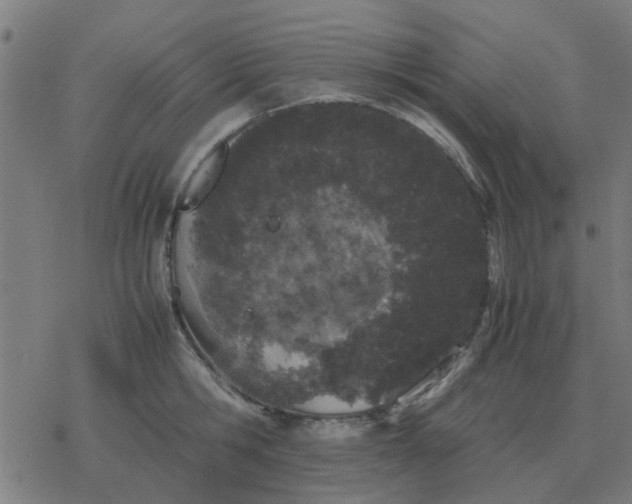 X0000077390806200611101753