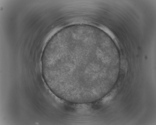 X0000077390807200611101753