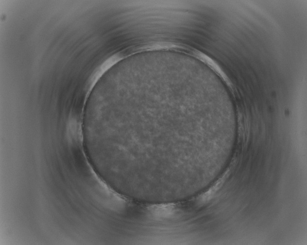 X0000077390810200611101753