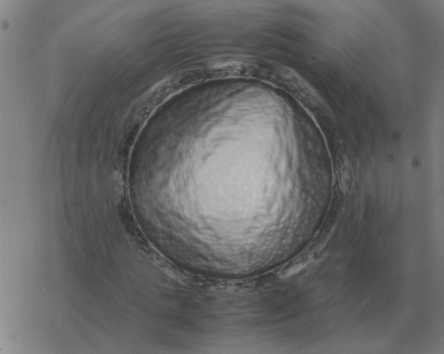 X0000077390821200611101752