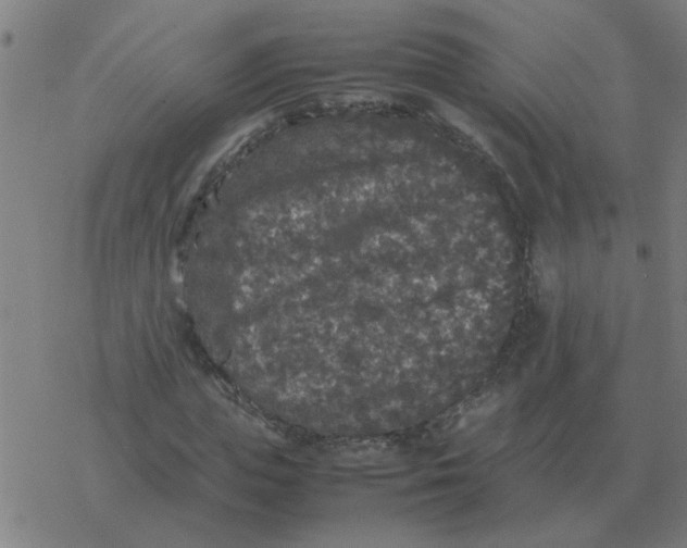 X0000077390823200611101752