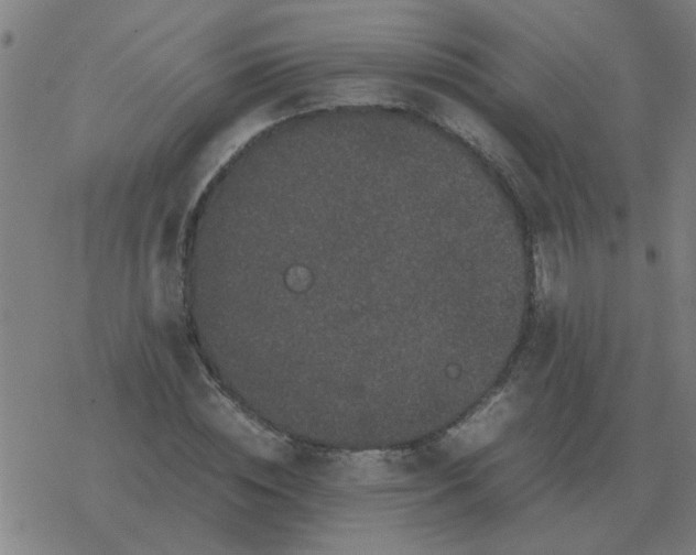 X0000077390828200611101752