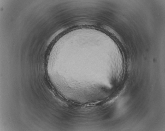 X0000077390829200611101752