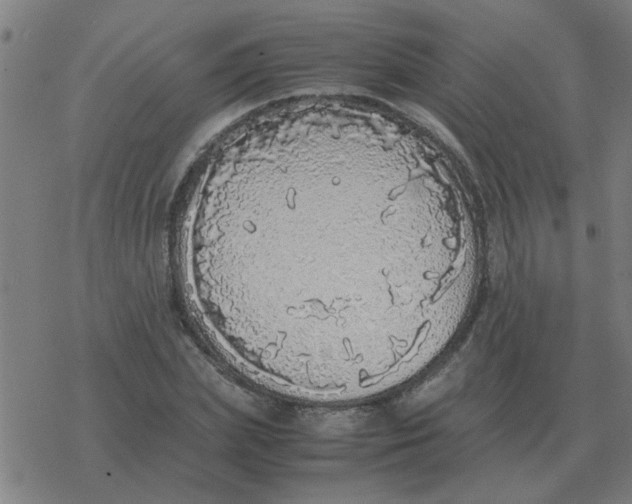 X0000077390831200611101752