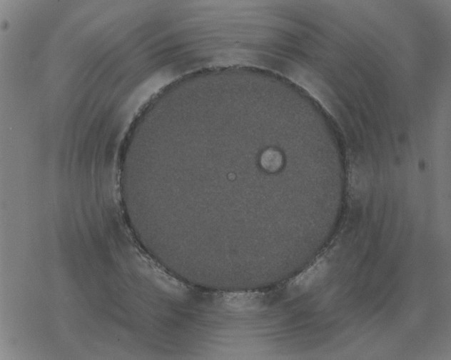 X0000077390832200611101752