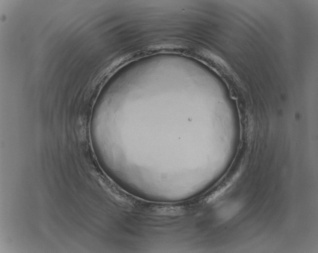 X0000077390833200611101752