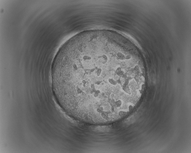 X0000077390839200611101752