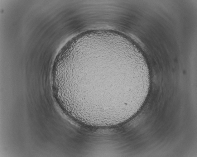 X0000077390840200611101752