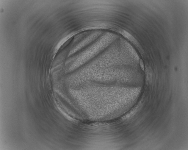 X0000077390842200611101752