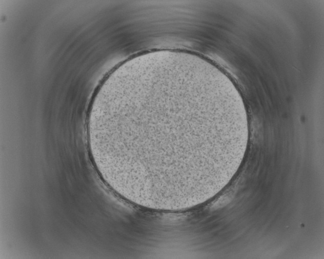 X0000077390848200611101752