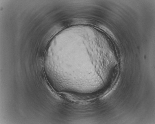 X0000077390849200611101752