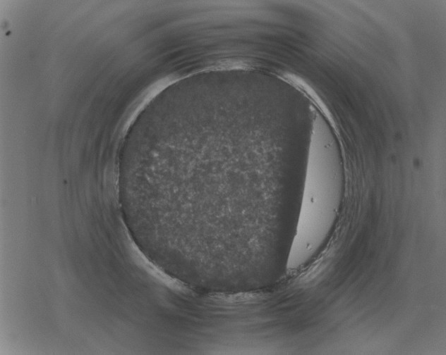 X0000077390851200611101752