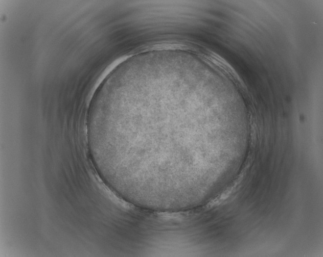 X0000077390852200611101752