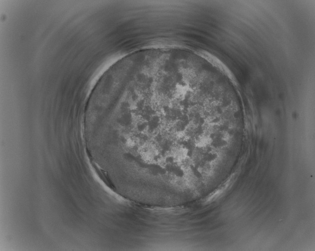 X0000077390855200611101753