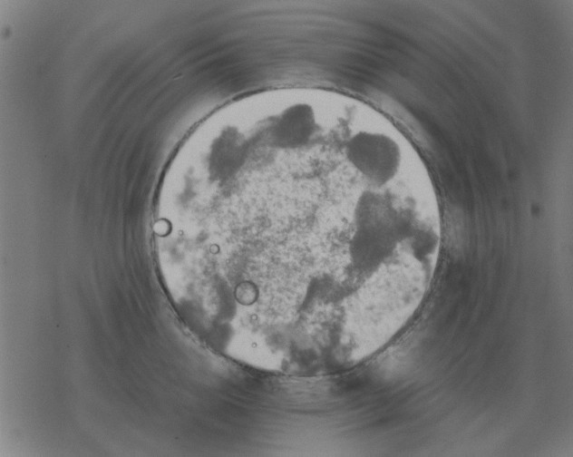 X0000077390856200611101753