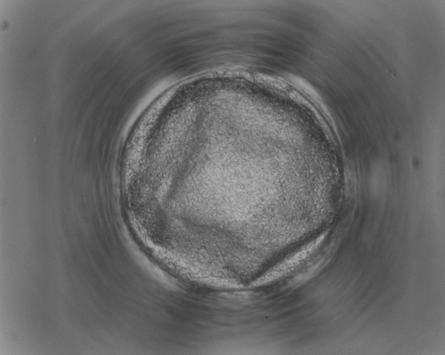 X0000077390859200611101753