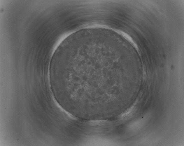 X0000077390863200611101753