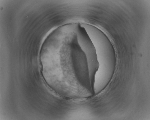 X0000077390864200611101753