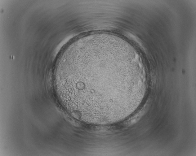 X0000077390875200611101752