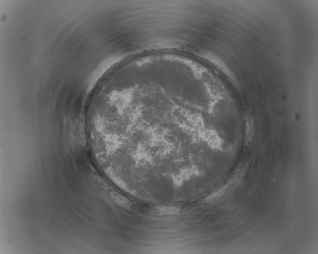 X0000077390878200611101752