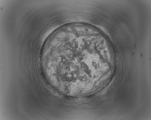 X0000077390879200611101752