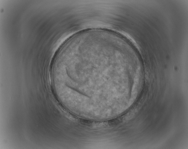 X0000077390887200611101752