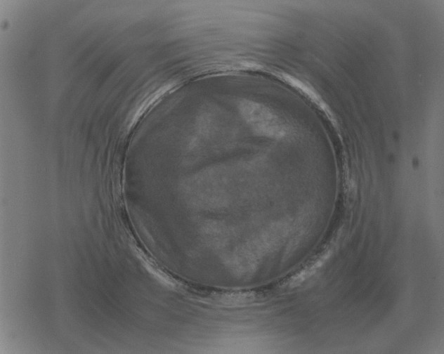 X0000077390889200611101751