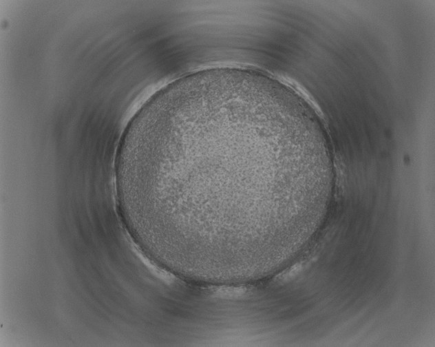 X0000077390890200611101751