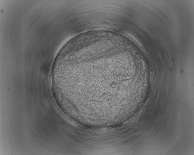 X0000077390891200611101751