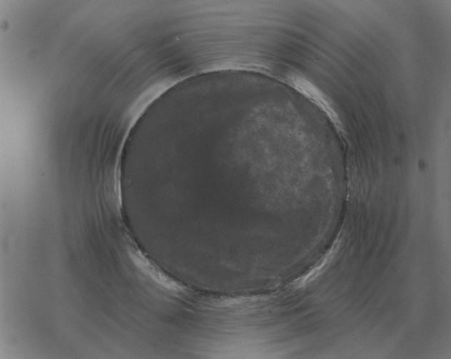 X0000077390892200611101751