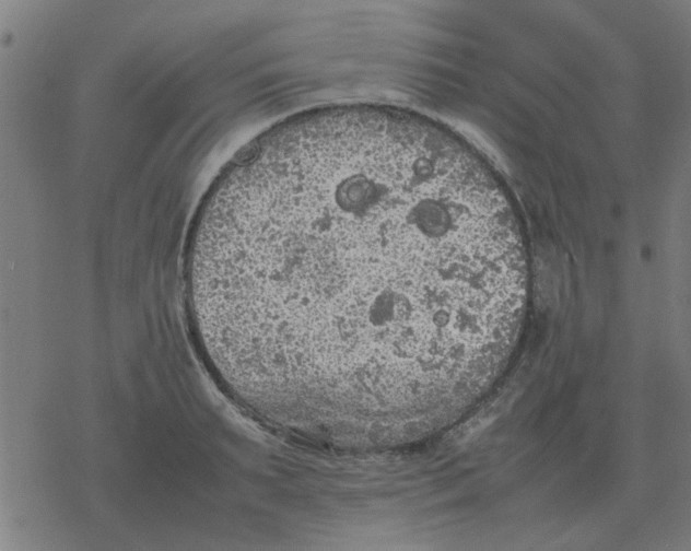 X0000077390895200611101751